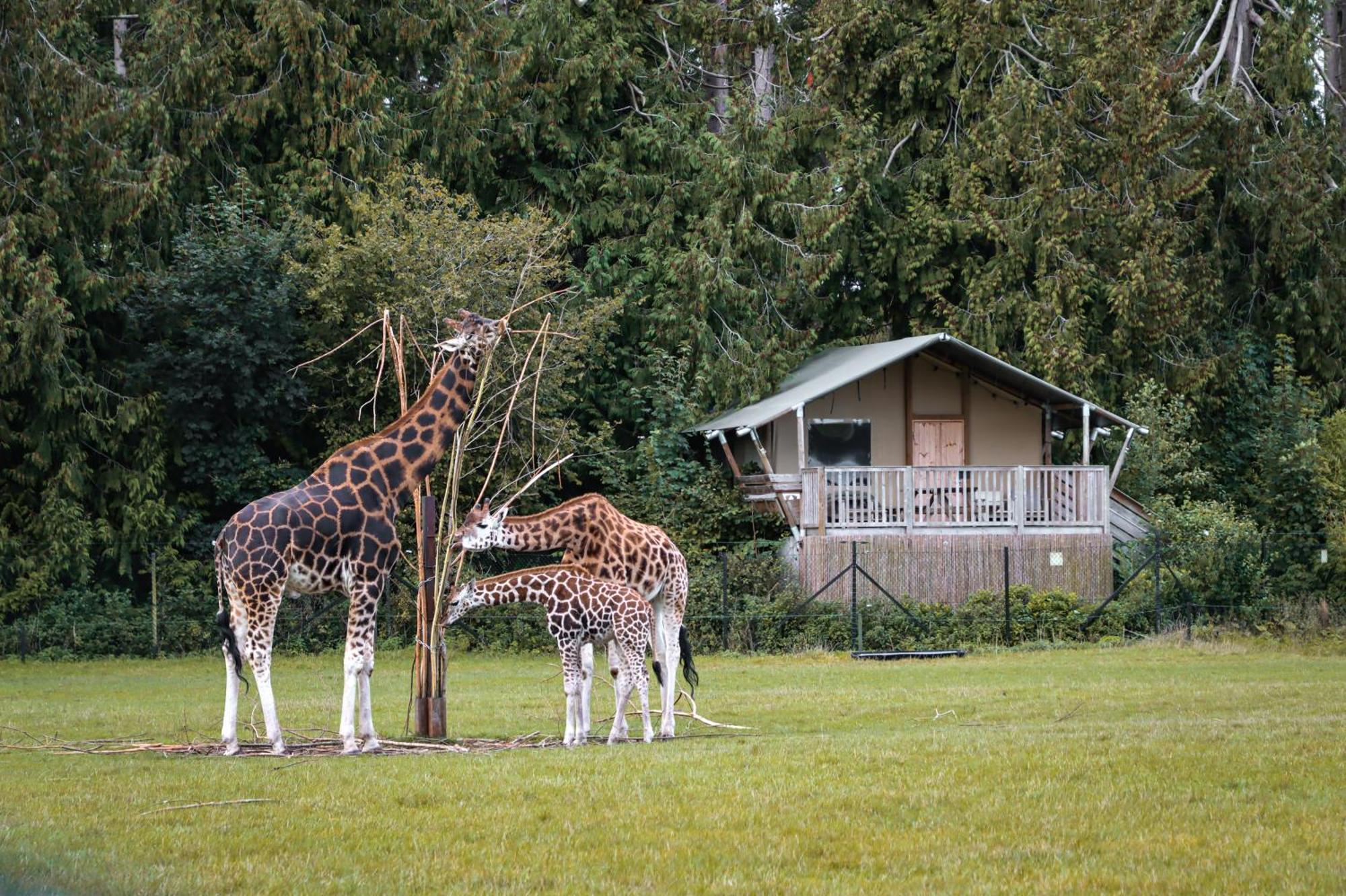 Knuthenborg Safaripark Hotel Maribo Exterior foto