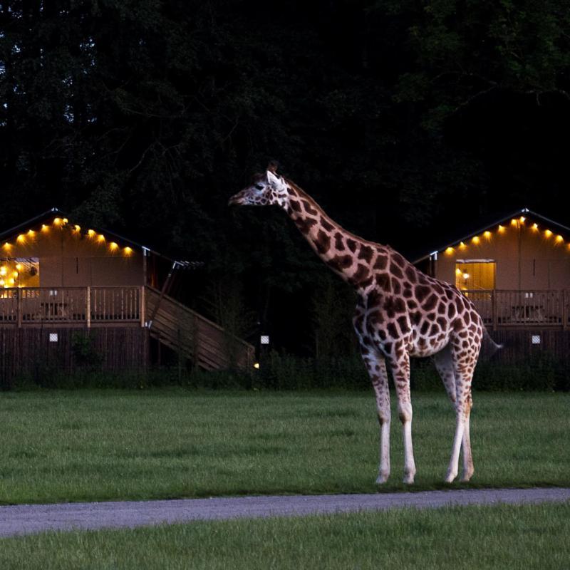 Knuthenborg Safaripark Hotel Maribo Exterior foto
