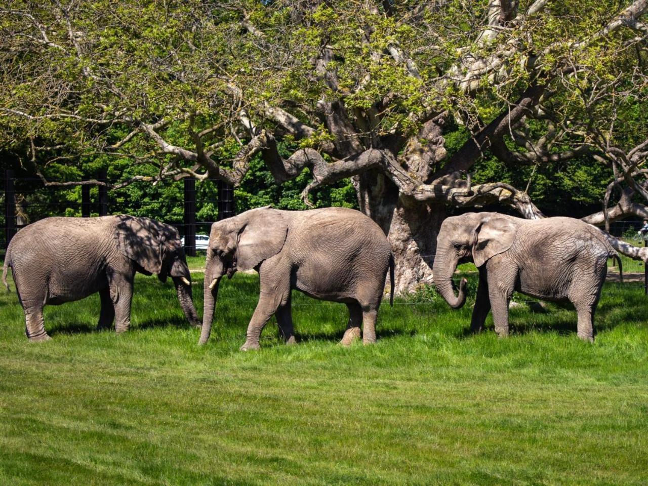 Knuthenborg Safaripark Hotel Maribo Exterior foto